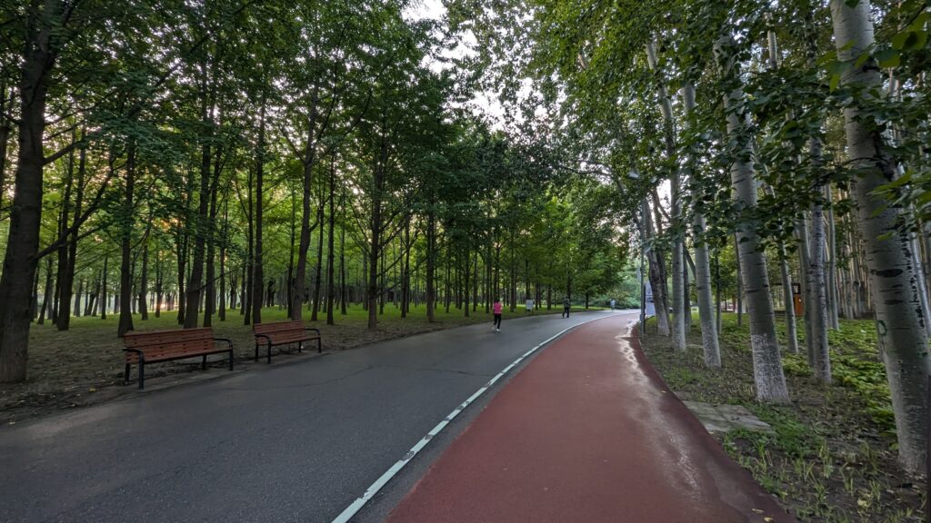 A running path in a forest.